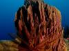 2008-04-26_MARTINIQUE DXO (48) [640x480].jpg