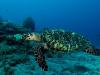 2008-04-27_MARTINIQUE DXO (58) [640x480].jpg