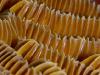 2008-04-28_MARTINIQUE DXO (121) [640x480].jpg